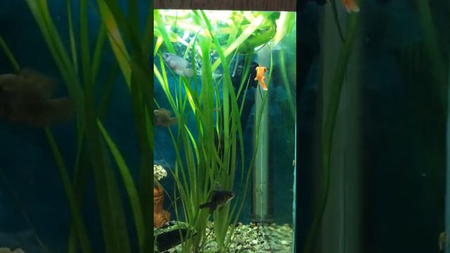 Мой аквариум с красными телескопами ! смотреть онлайн