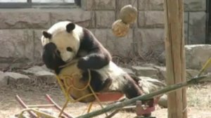 http://ru.fishki.net/picsw/092011/13/video/panda kataetsja n