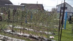 еживика подымаем на шпалеры 2023г