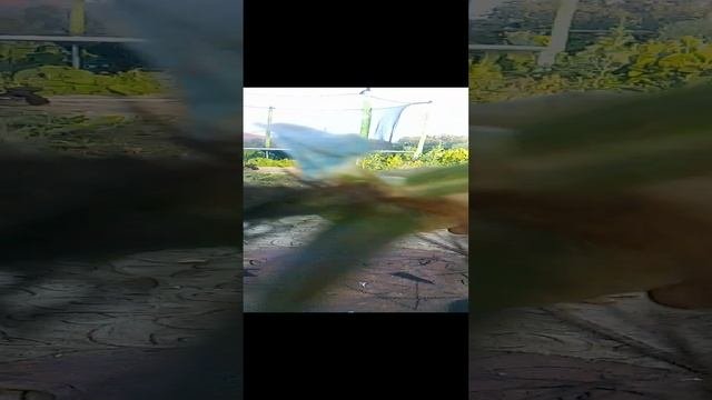 сад