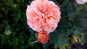 Ла Вілла Котта роза LA Villa Cotta