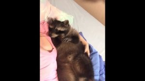 ЕНОТ РАЗГРОМИЛ КВАРТИРУ!!!! КАПЕЦ ДОМУ!!
