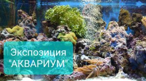 Экспозиция "Аквариум" в зоопарке Ростова