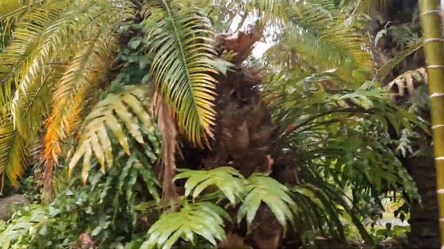 Пхукет 2022.Экскурсия (Продолжение). Горячие минеральные источники. смотреть онлайн