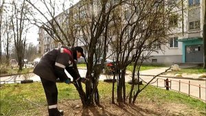 Подстригаю куст Сирени Подарками от Немецкой компании "GARDENA". ? Звук видео тихий.