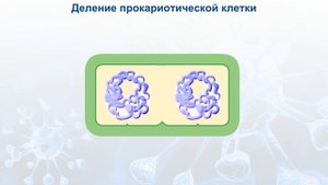 Деление прокариотической клетки.
