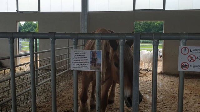 Лера на ФЕРМЕ Лера гуляет на ферме с животными Лера и лошади Лера на тракторе смотреть онлайн
