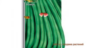 Фасоль овощная Московская белая зеленостручная 556 ? обзор: как сажать, семена фасоли