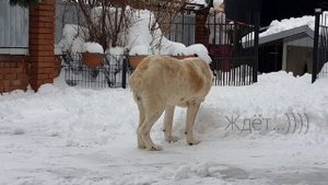 Алабай в частном доме--как ему живется?
