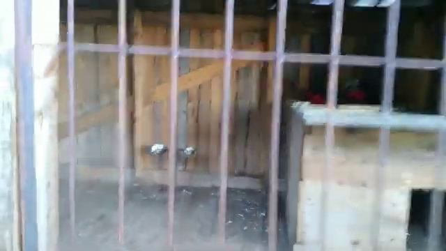 Московская сторожевая: обзор вольера смотреть онлайн