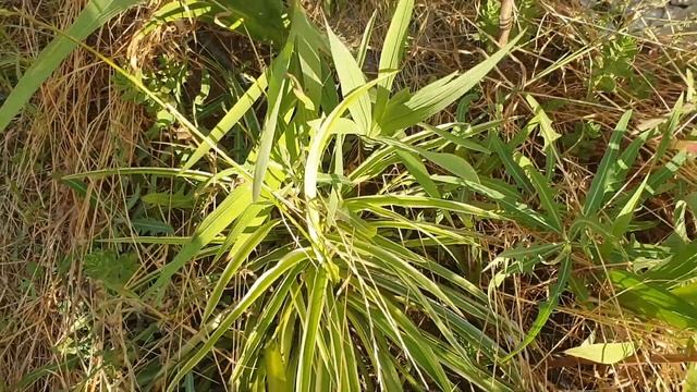 Gladiolus Dynamite, purple and yellow смотреть онлайн