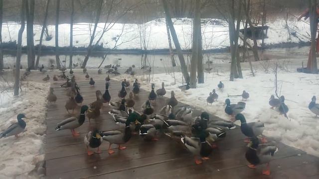 Утки краснолапистые в Покровское-Стрешнево смотреть онлайн