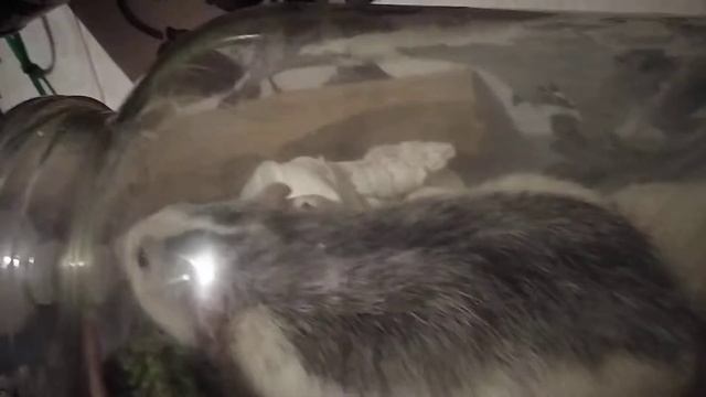 крысы любят ингаляции смотреть онлайн