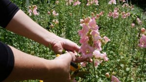 In Bloom: Light Pink Chantilly Snapdragons - Cut Flower Garden