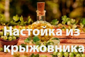 Настойка из крыжовника