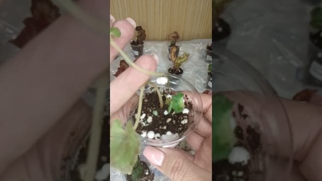 Собираю новую коллекцию Бегония декоративно - лиственная - моя ❤ 25.11.2023 смотреть онлайн