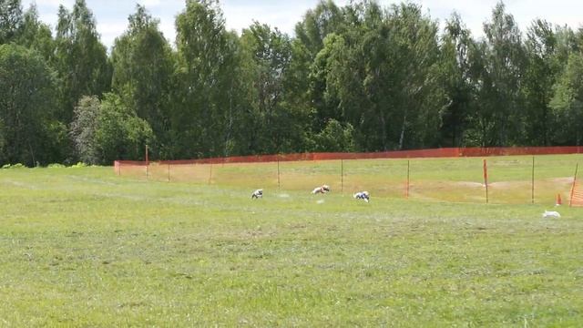 Суки уиппеты стандарт 28-й забег смотреть онлайн