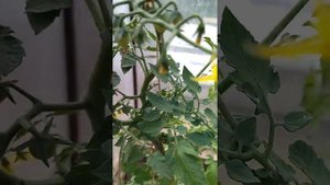 Сорт помидоров Балконное чудо - рекордсмен по образованию пасынков и неплох по урожайности