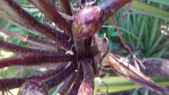 Crinum Producing Seeds смотреть онлайн