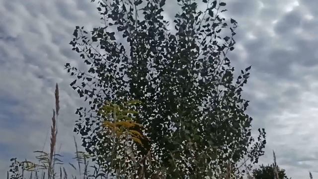 8 октября праздник День Сергия Радонежского. Народные традиции и приметы. Запреты дня.