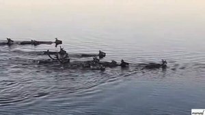 "Олени переплывают речку". Таймыр, Хатангский район, река Хета