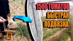 БЫСТРАЯ ПОДВЯЗКА 1500 ТОМАТОВ (ОГУРЦОВ). СОВЕТЫ ЗРИТЕЛЕЙ КАНАЛА ХОББИ УРАЛЬЦА