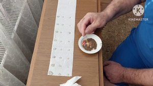 Готовим семена моркови, самый простой способ. Архив 20 января 2023 г