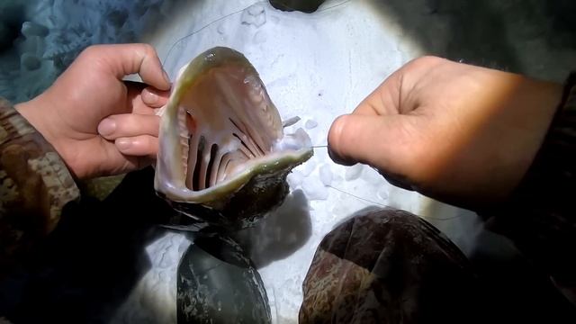 На дальнее озеро с ночевкой. Отличная рыбалка, Крупные щуки и окуни меня заждались. смотреть онлайн