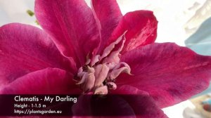 Clematis - My Darling 4K