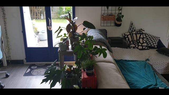 Vlog plantes20 - syngonium Three Kings et alocasia Frydek fin août 2023