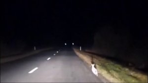 Заяц прижимаемся к обочине!