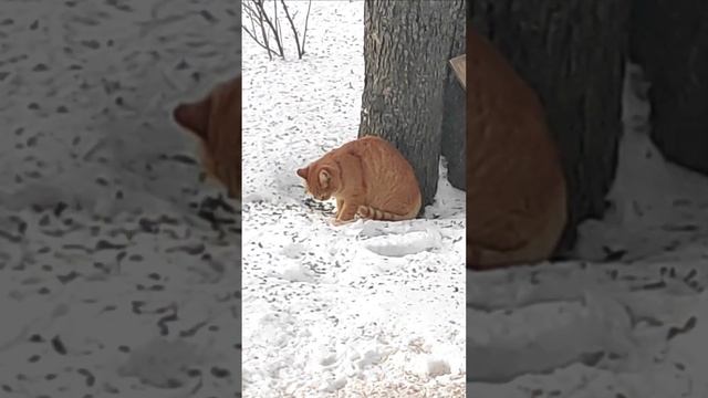 Наглая, рыжая морда ворует мясо у синичек.