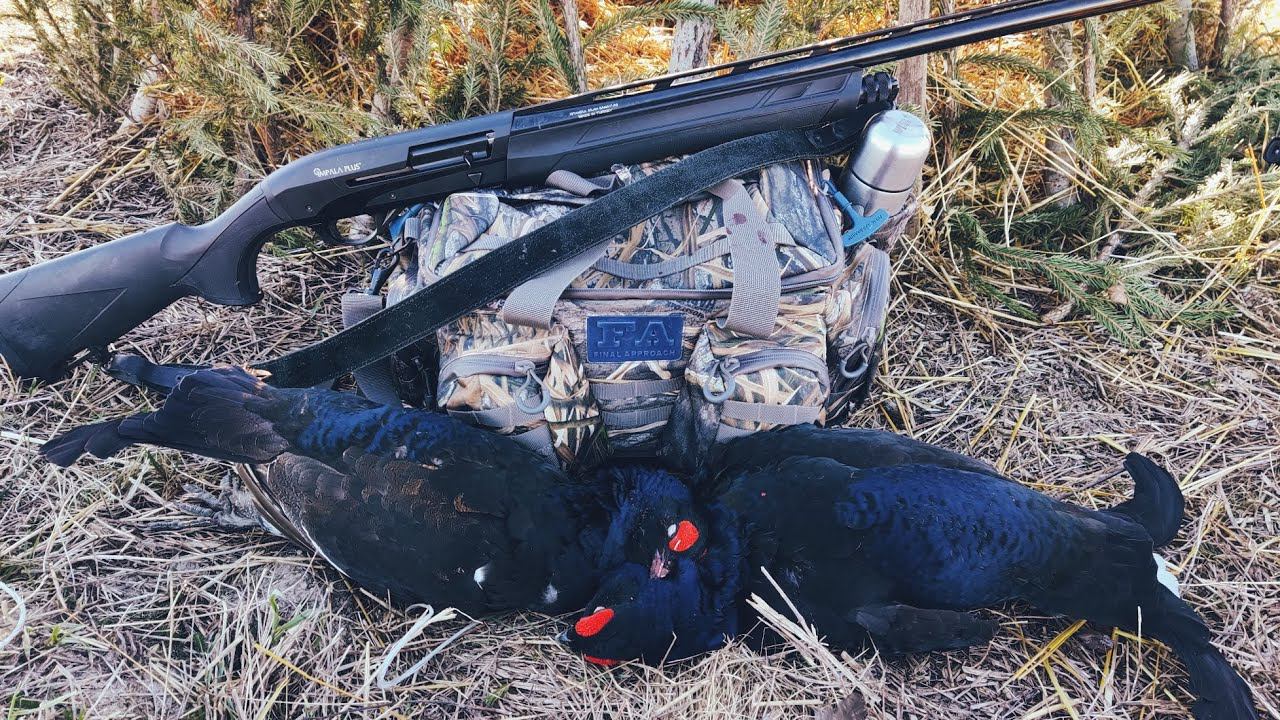 Весенняя охота на тетерева на току смотреть онлайн