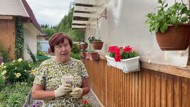 ЖЕЛТЕЮТ ЛИСТЬЯ ПЕТУНИИ? ХЛОРОЗ?! КАК ПОМОЧЬ. смотреть онлайн