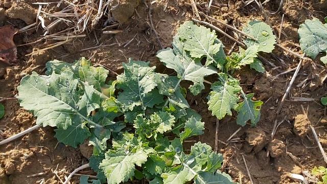 Рассказ: Капелька смотреть онлайн