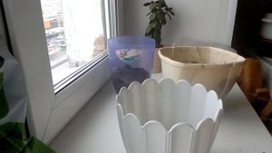 Пересадка кливии