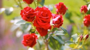 Прекрасный букет красных роз. Роза эксплорер| Футажи красивая природа [FullHD]