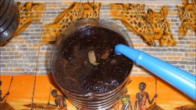 Георгины.  Посадка и проращивание весной.