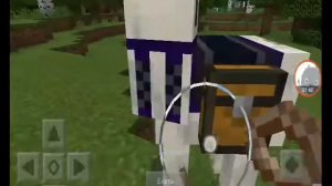 Почему нельзя кататься на ламах??