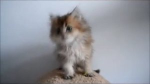 мамонтёнок