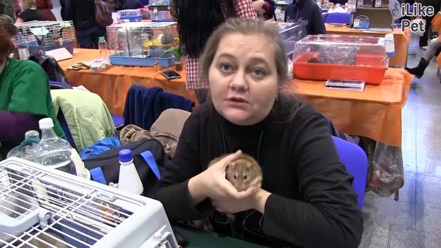 Декоративные крысы Разведение и общение на ilikepet смотреть онлайн