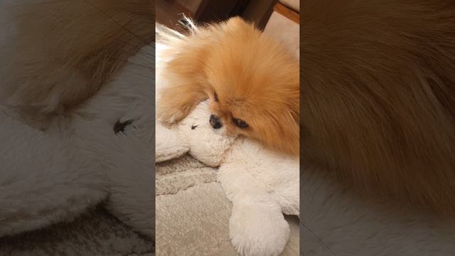 Померанский шпиц прикольно урчит 😆
