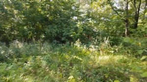 Чистка дачи (До)