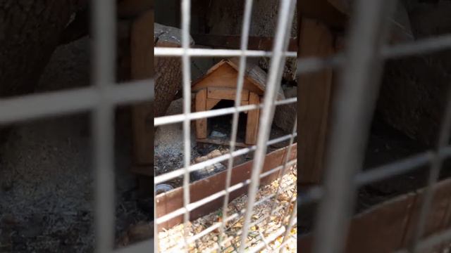 Город Сочи , центральный район, ул. макаренко, ул. вишневая,2020 год июнь обзор микрорайонов смотреть онлайн