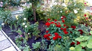 Розы VID_20180608_182355