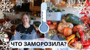 Что заморозить? / Готовимся зимовать