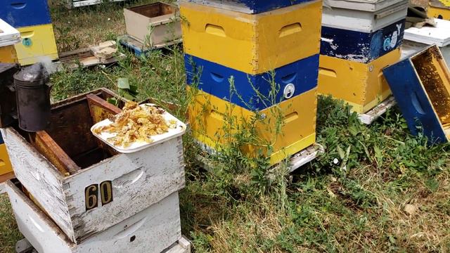 Пчеловодство в США отбор мёда в августе .🙁 смотреть онлайн