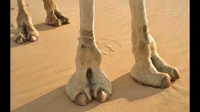 Видео-занятие на развитие речи. Описательный рассказ. Домашние животные смотреть онлайн