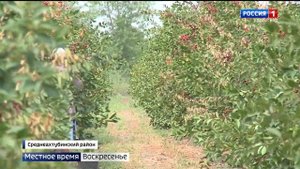 Вишневые плантации в Среднеахтубинском районе дали первый урожай