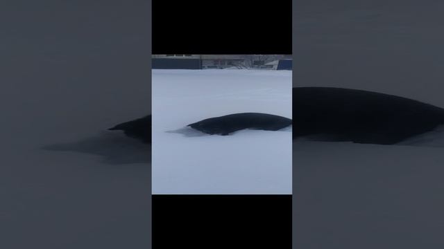 ВЕО восточно европейская овчарка черная 2023-02-04 09-18-52 смотреть онлайн